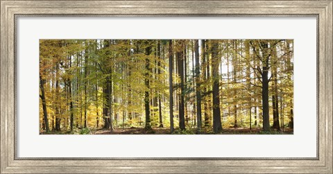 Framed Trees in autumn, Hohenlohe, Baden-Wurttemberg, Germany Print