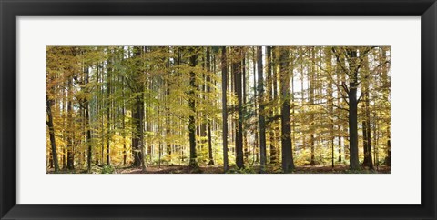 Framed Trees in autumn, Hohenlohe, Baden-Wurttemberg, Germany Print