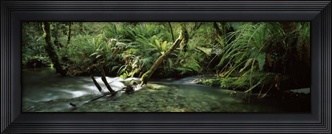 Framed Divide Creek flowing through a forest, Hollyford River, Fiordland National Park, South Island, New Zealand Print