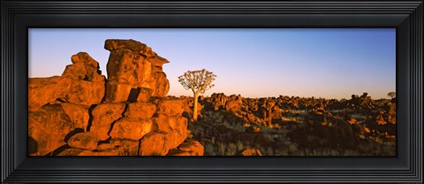 Framed Quiver tree (Aloe dichotoma) growing in rocks, Devil&#39;s Playground, Namibia Print