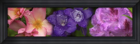 Framed Close-up of pink and purple  flowers Print