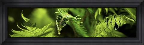 Framed Close-up of ferns Print