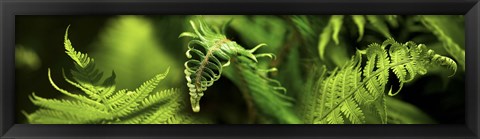 Framed Close-up of ferns Print