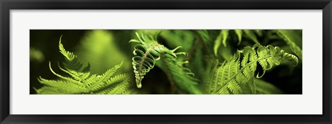 Framed Close-up of ferns Print