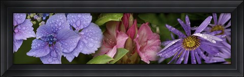 Framed Close-up of flowers Print