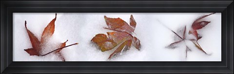 Framed Three fall leaves in snow Print