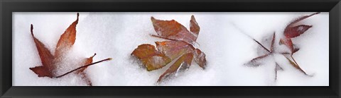 Framed Three fall leaves in snow Print