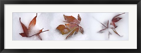 Framed Three fall leaves in snow Print