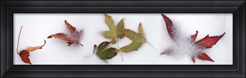 Framed Leaves in the snow Print