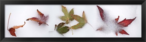 Framed Leaves in the snow Print