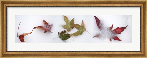 Framed Leaves in the snow Print