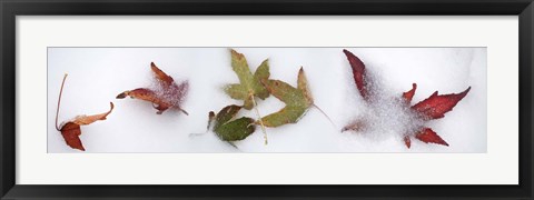 Framed Leaves in the snow Print