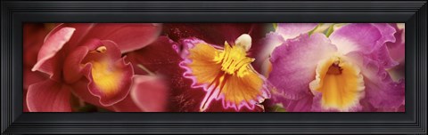 Framed Details of red and violet Orchid flowers Print