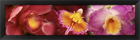 Framed Details of red and violet Orchid flowers Print