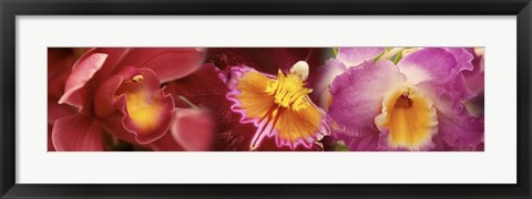 Framed Details of red and violet Orchid flowers Print