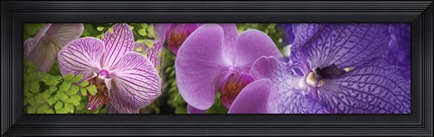 Framed Details of violet orchid flowers Print