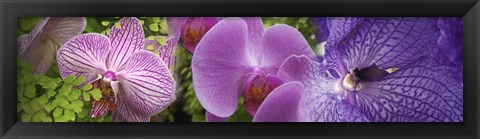 Framed Details of violet orchid flowers Print