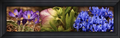 Framed Details of Crocus flowers Print