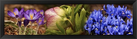 Framed Details of Crocus flowers Print