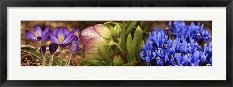 Framed Details of Crocus flowers Print