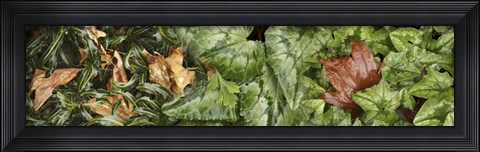 Framed Details of green leaves Print