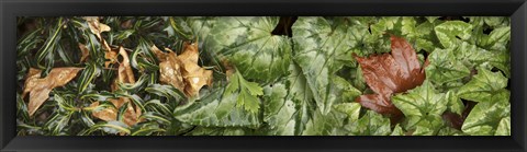 Framed Details of green leaves Print