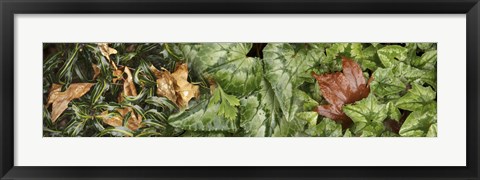Framed Details of green leaves Print