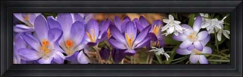 Framed Details of purple and white  flowers Print