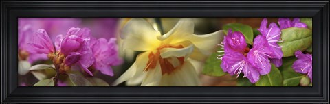 Framed Details of pink and yellow flowers Print