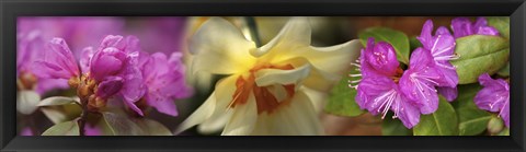 Framed Details of pink and yellow flowers Print