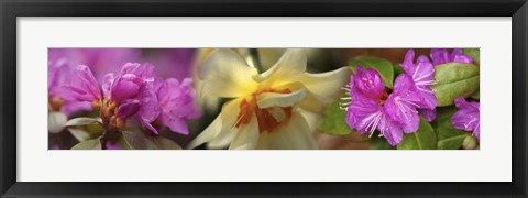 Framed Details of pink and yellow flowers Print