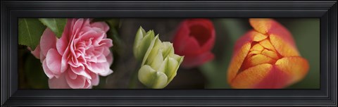 Framed Details of Colorful Tulip Flowers Print