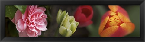 Framed Details of Colorful Tulip Flowers Print