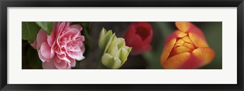 Framed Details of Colorful Tulip Flowers Print