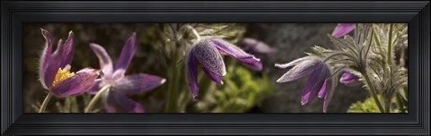 Framed Details of purple furry flowers Print