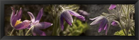 Framed Details of purple furry flowers Print