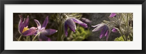 Framed Details of purple furry flowers Print