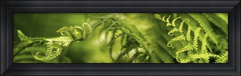Framed Close-up of multiple images of ferns Print
