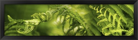 Framed Close-up of multiple images of ferns Print