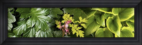 Framed Details of luscious leaves Print