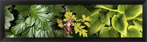 Framed Details of luscious leaves Print