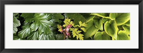 Framed Details of luscious leaves Print