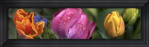 Framed Close up of Colorful Tulips Print