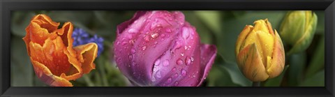 Framed Close up of Colorful Tulips Print