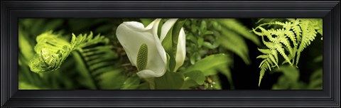 Framed Close-up of flowers and leaves Print