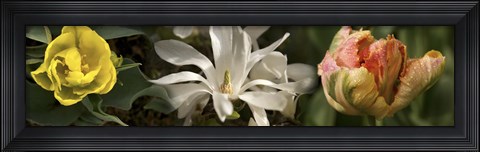 Framed Open blossom flowers Print