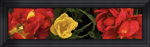Framed Close-up of red and yellow tulips Print