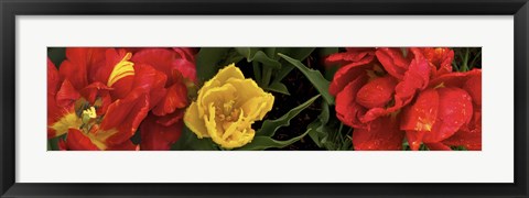 Framed Close-up of red and yellow tulips Print