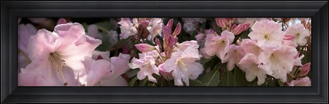 Framed Multiple images of pink Rhododendron flowers Print