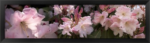 Framed Multiple images of pink Rhododendron flowers Print